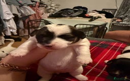 Jack Russell dogs for sale: Jack Russell puppies  - Advert 13