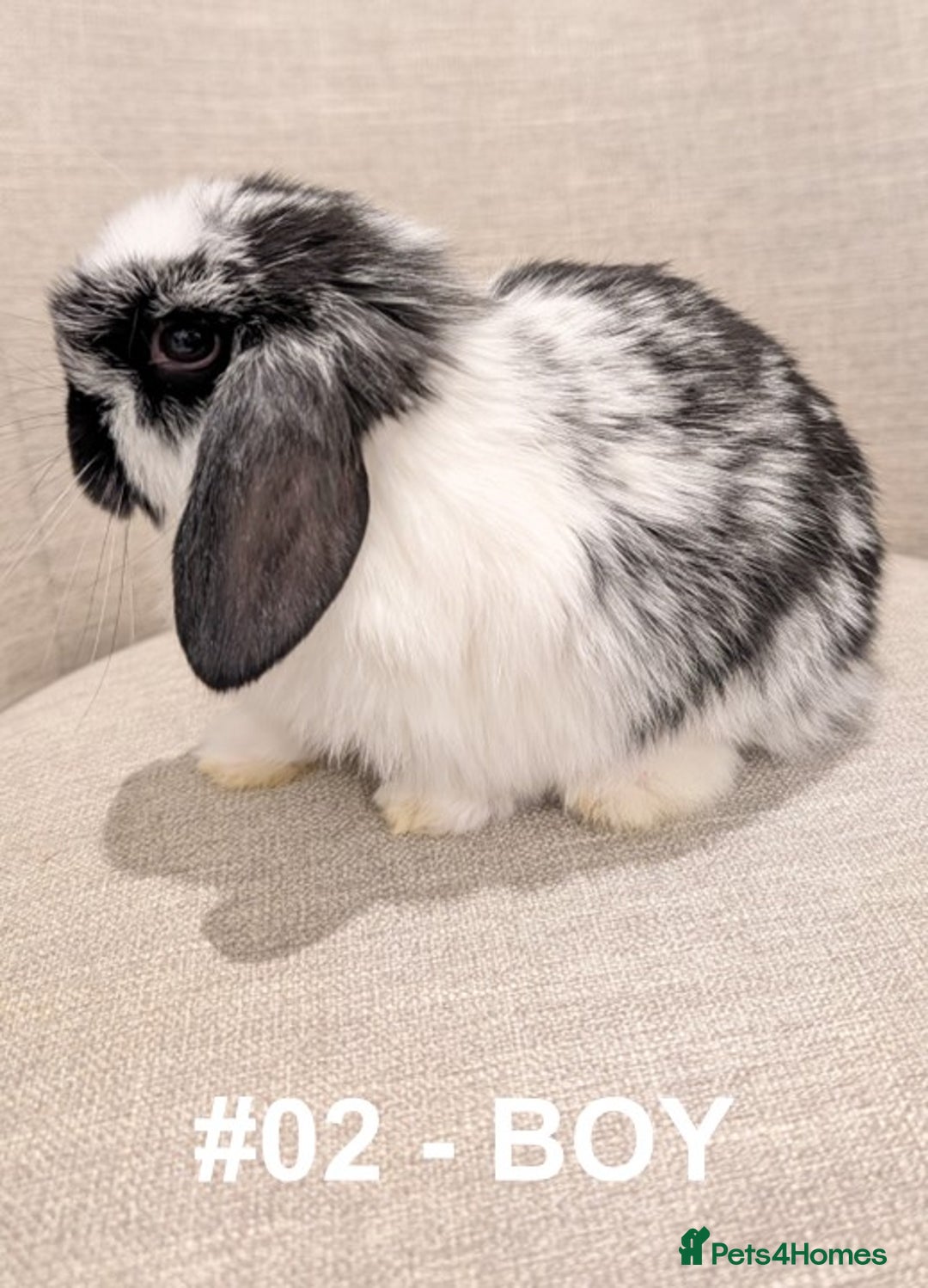 Mini Lop rabbits for sale: Exceptional Mini-Lops. Collect from: 15th January - Advert 6