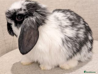 Mini Lop rabbits Exceptional Mini-Lops. Ready to leave now. - Advert 6