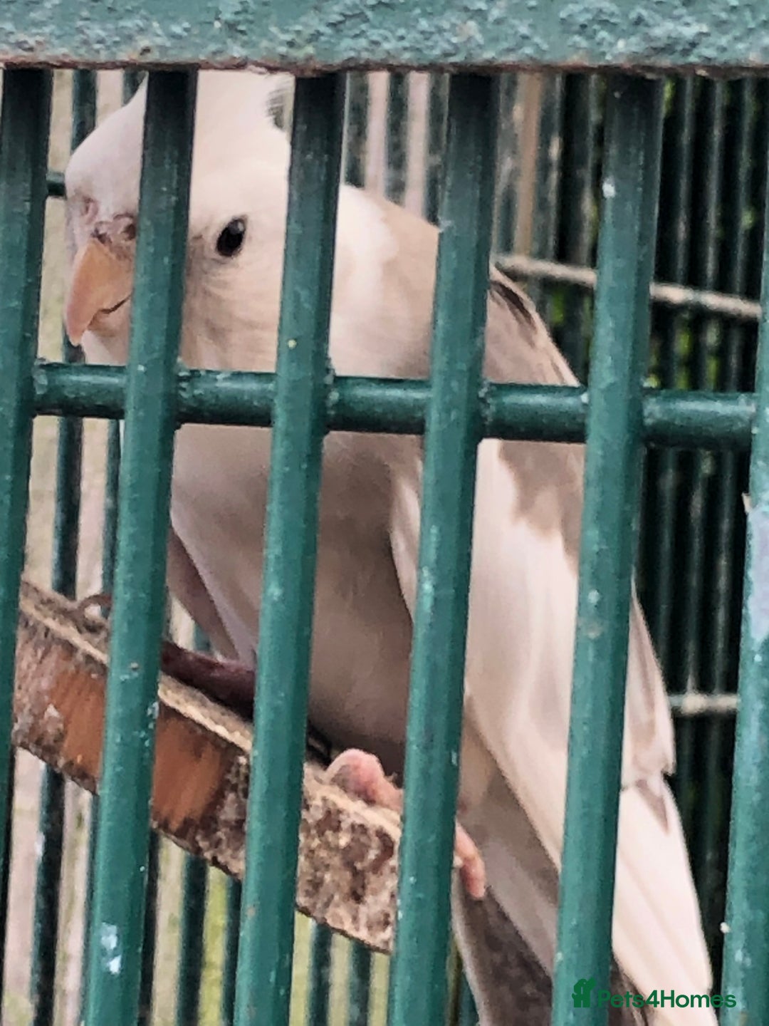 Cockatiels birds for sale: Cockatiels - Image 4