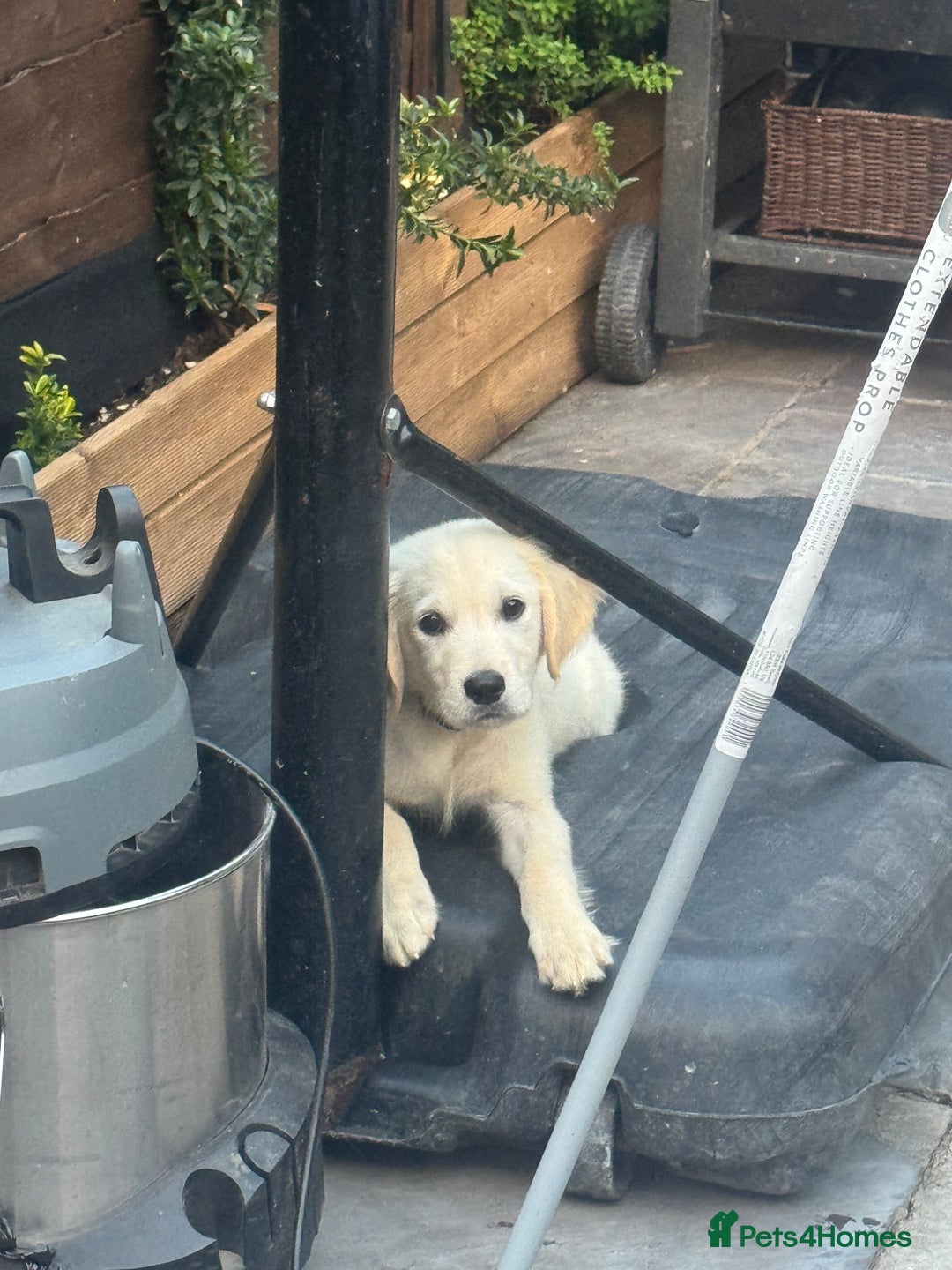 Golden Retriever dogs for sale: Beautiful April Fools Day Golden Retriever Puppies - Image 5