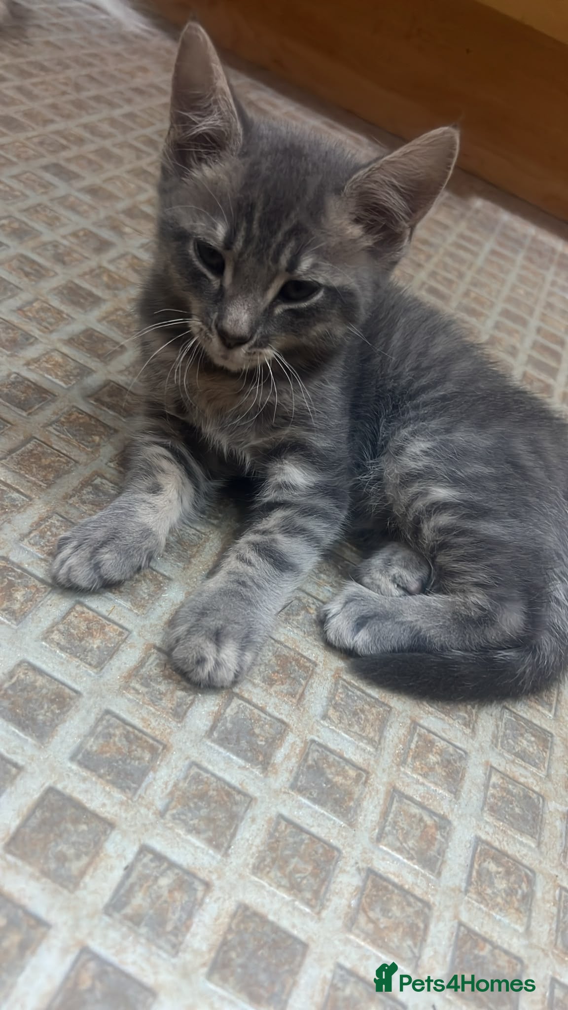 Mixed Breed cats 8 weeks old part ragdoll kitten  - Advert 1