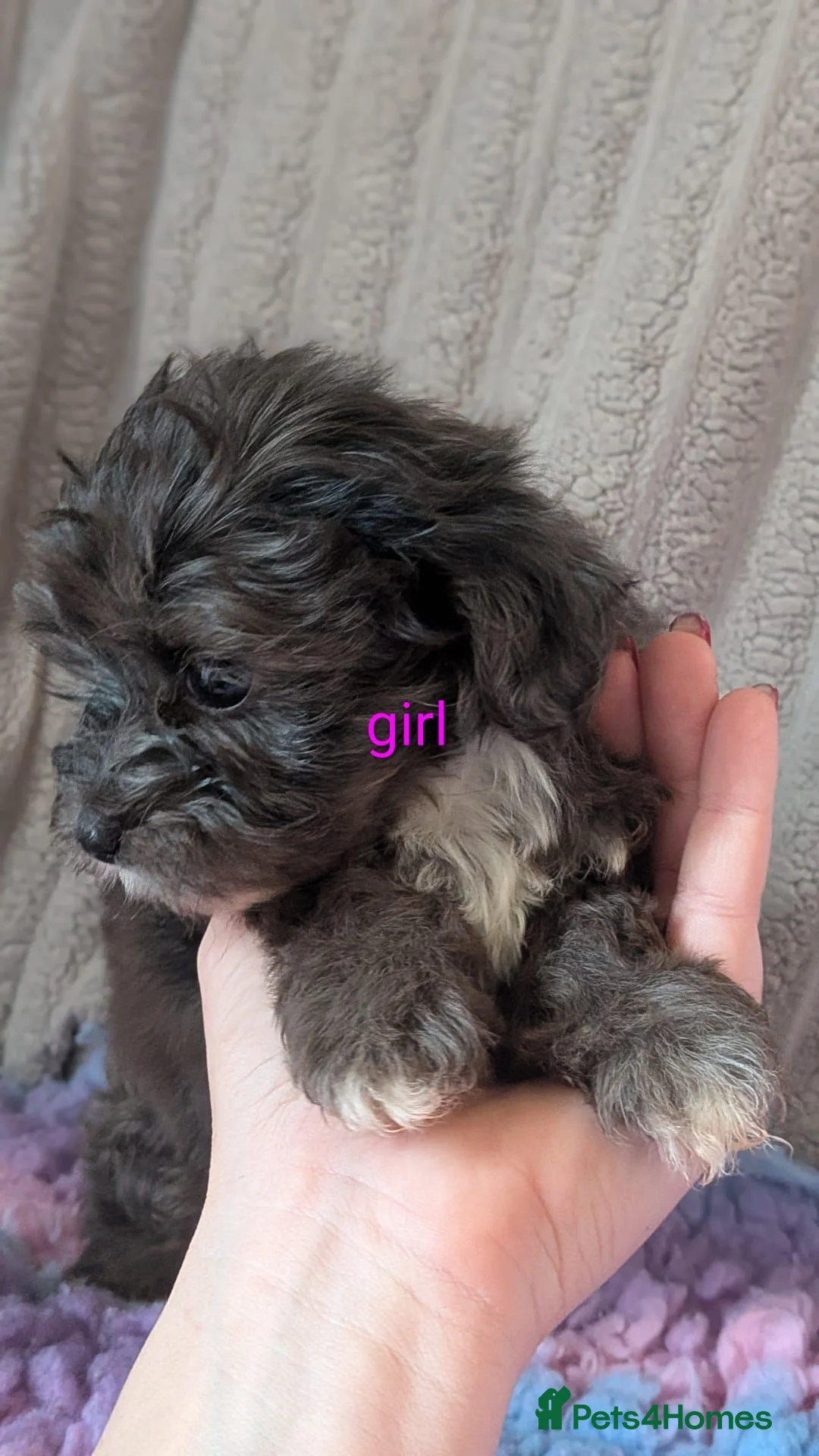 Mixed Breed dogs for sale: Cockapoo x Yorkiepoo puppies available now  in Telford - Advert 2