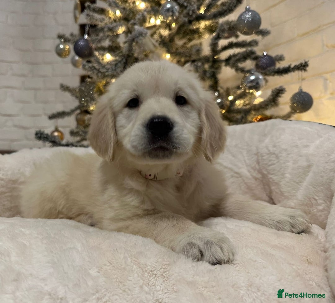 Golden Retriever dogs for sale: Golden retriever puppies  - Advert 7