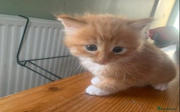Mixed Breed cats for sale: 2 lovely male kittens nearly 5 weeks old - Image 3