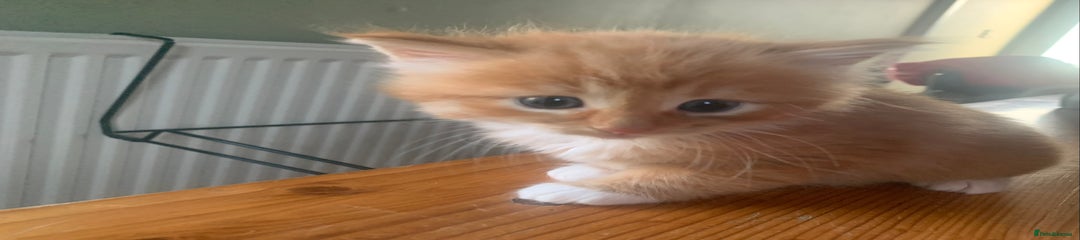 Mixed Breed Kitten 2
