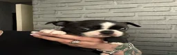 Boston Terrier dogs for sale: Kc Boston Terrier Puppies - Advert 21