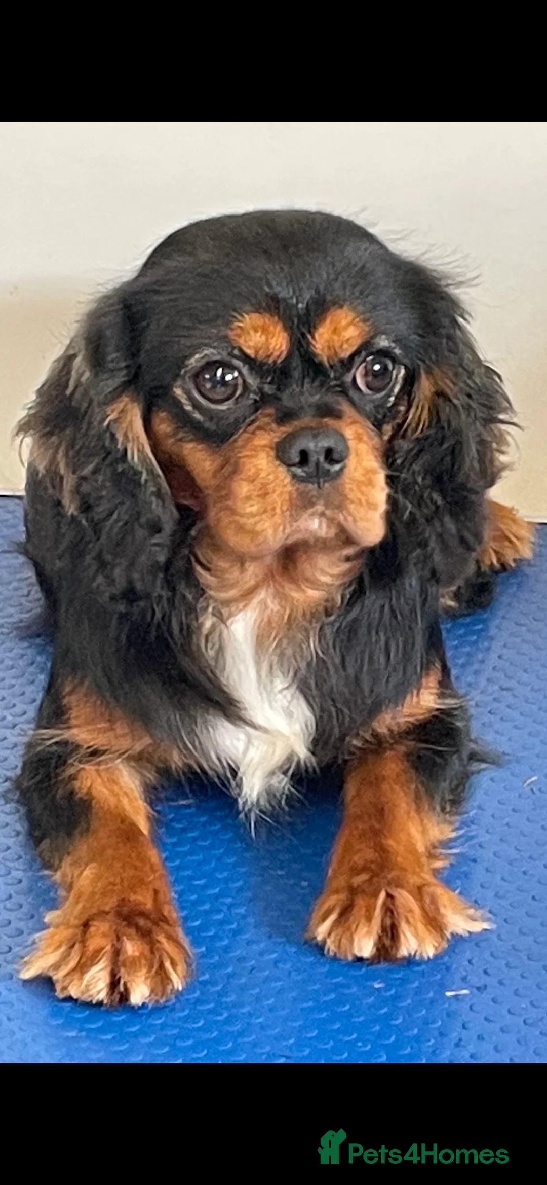 King Charles Spaniel dogs for stud: show quality King Charles cavalier for stud in Southport - Advert 3