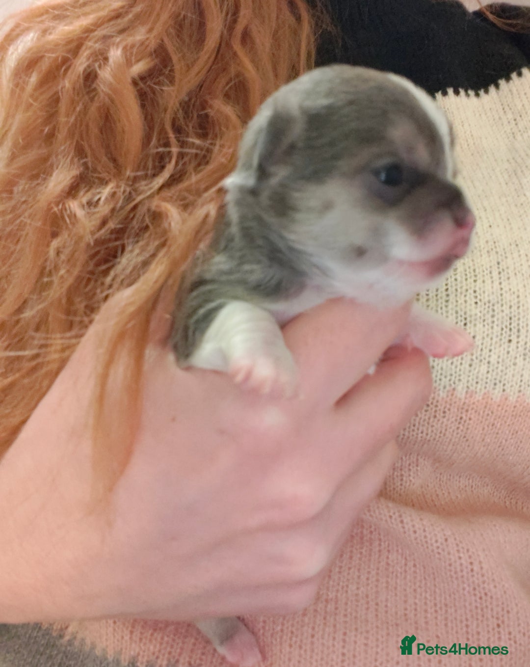 Chihuahua dogs for sale: 🪻 Beautiful Chihuahua Puppies 🪻 - Advert 12