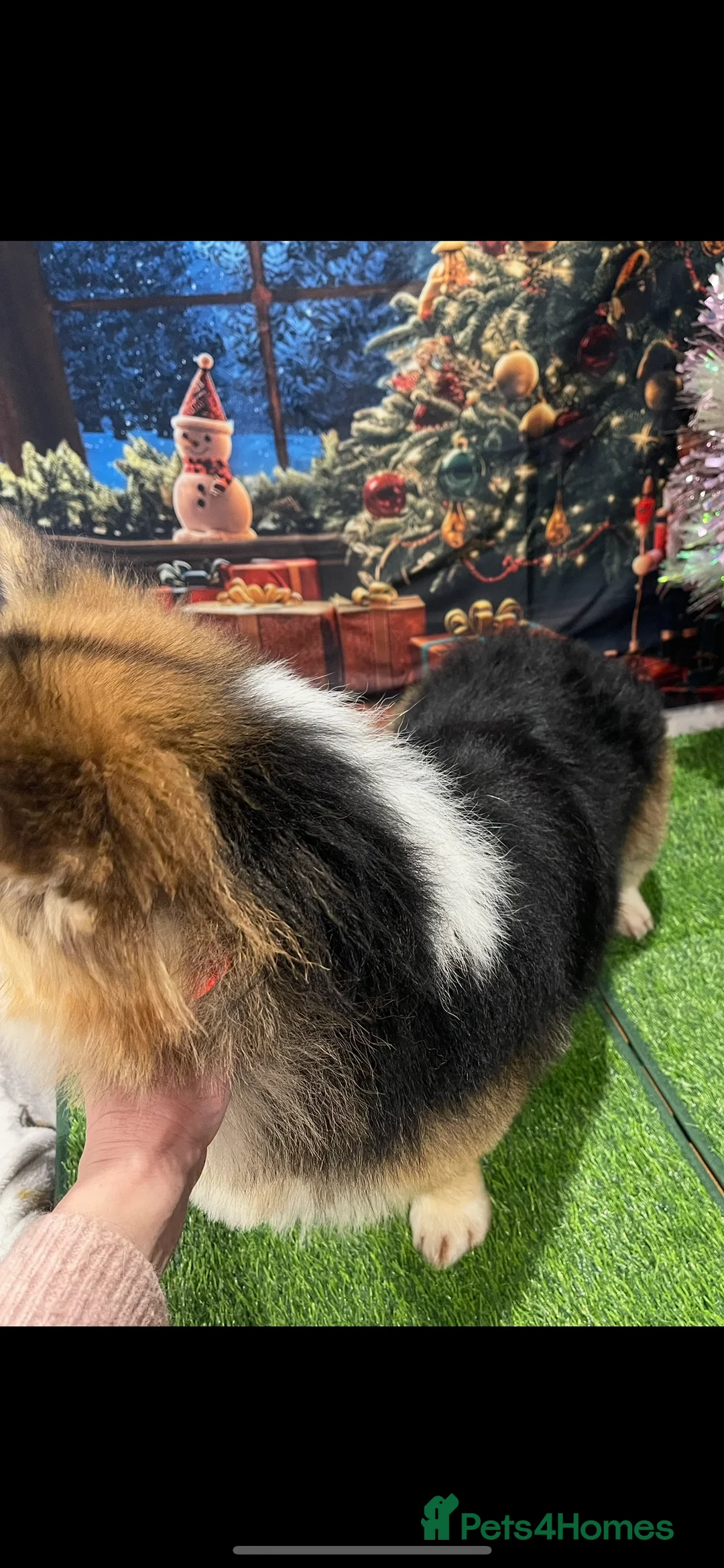 Welsh Corgi Pembroke dogs for stud: Beautiful Flutty Welsh Pembroke Corgi for stud in Rugby - Advert 15