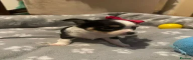Chihuahua 2