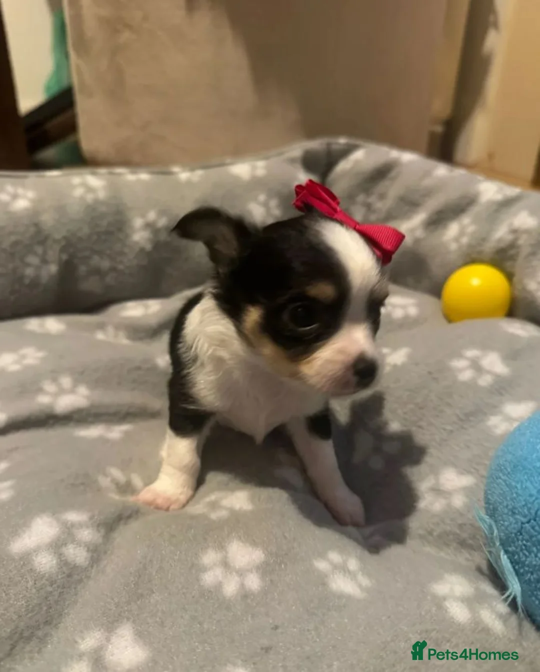 Chihuahua dogs for sale: Beautiful Puppies Looking for Loving Homes - Advert 2