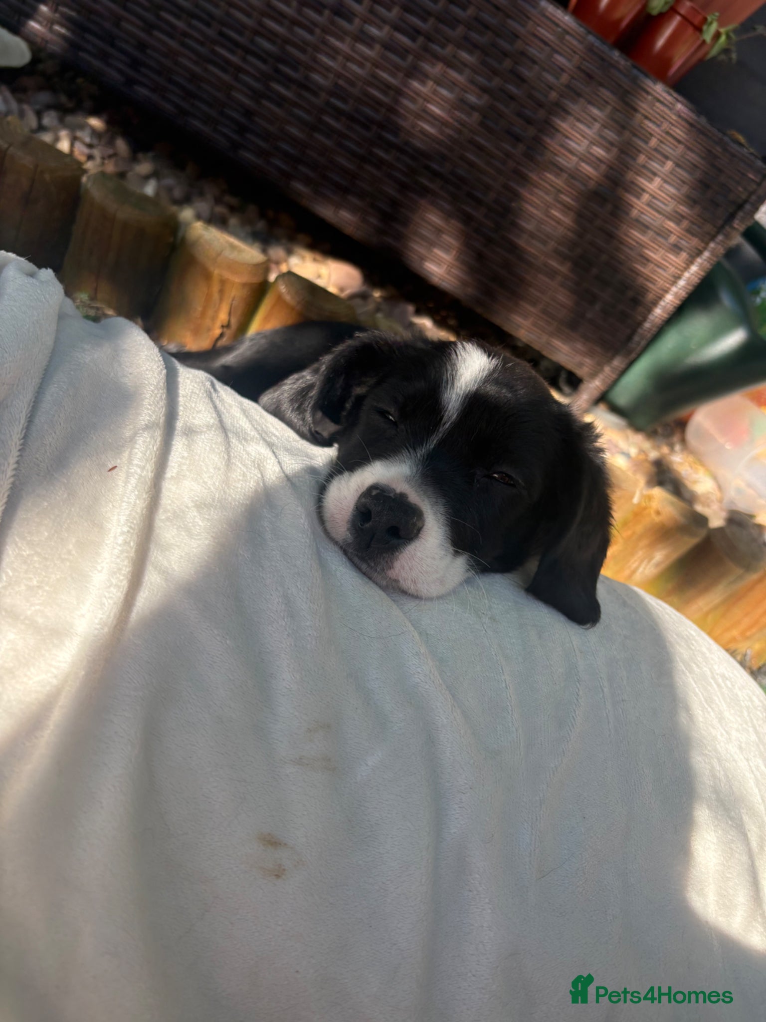 Mixed Breed dogs for sale: King Charles Cross Border Collie  - Advert 7