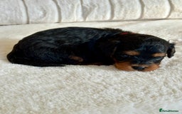 Cavapoo dogs for sale: Extensively Health Tested Cavapoo Puppies  - Image 8