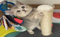 British Shorthair cats for sale: GCCF British Shorthair Kittens– Champion Lines - Image 11