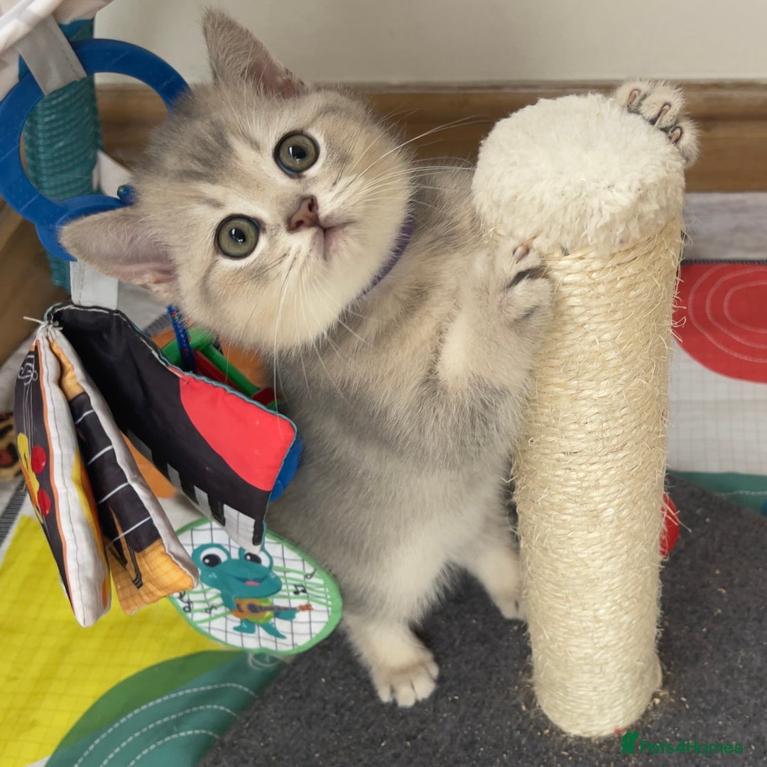 British Shorthair cats for sale: GCCF British Shorthair Kittens– Champion Lines - Image 11