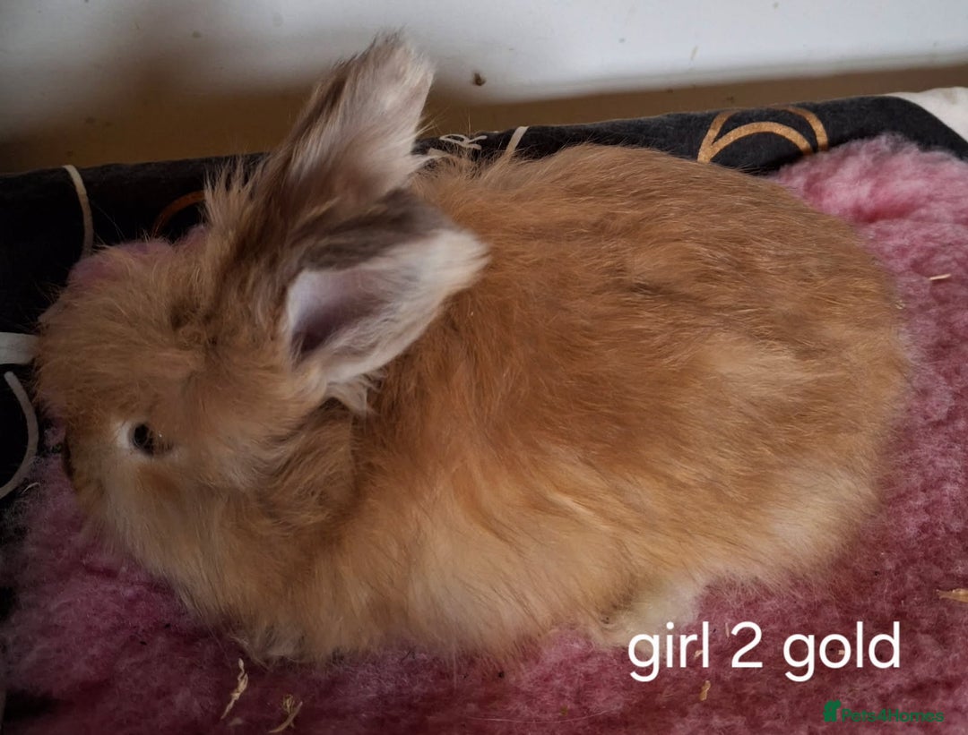 Angora rabbits for sale: Baby Angoras ready to reserve  - Image 5