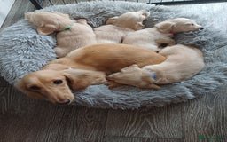Miniature Dachshund dogs for sale: Kc reg cream longhair minature dachshund  - Image 5