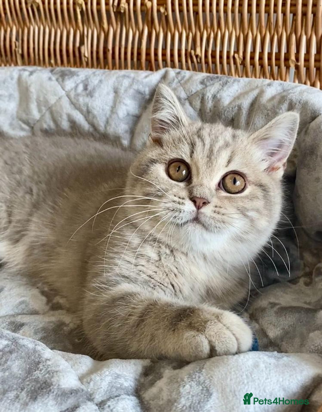 Scottish Fold cats for sale: 🧸😻ABSOLUTELY BEAUTIFUL TICA SCOTTISH/BSH😻🧸 - Advert 9