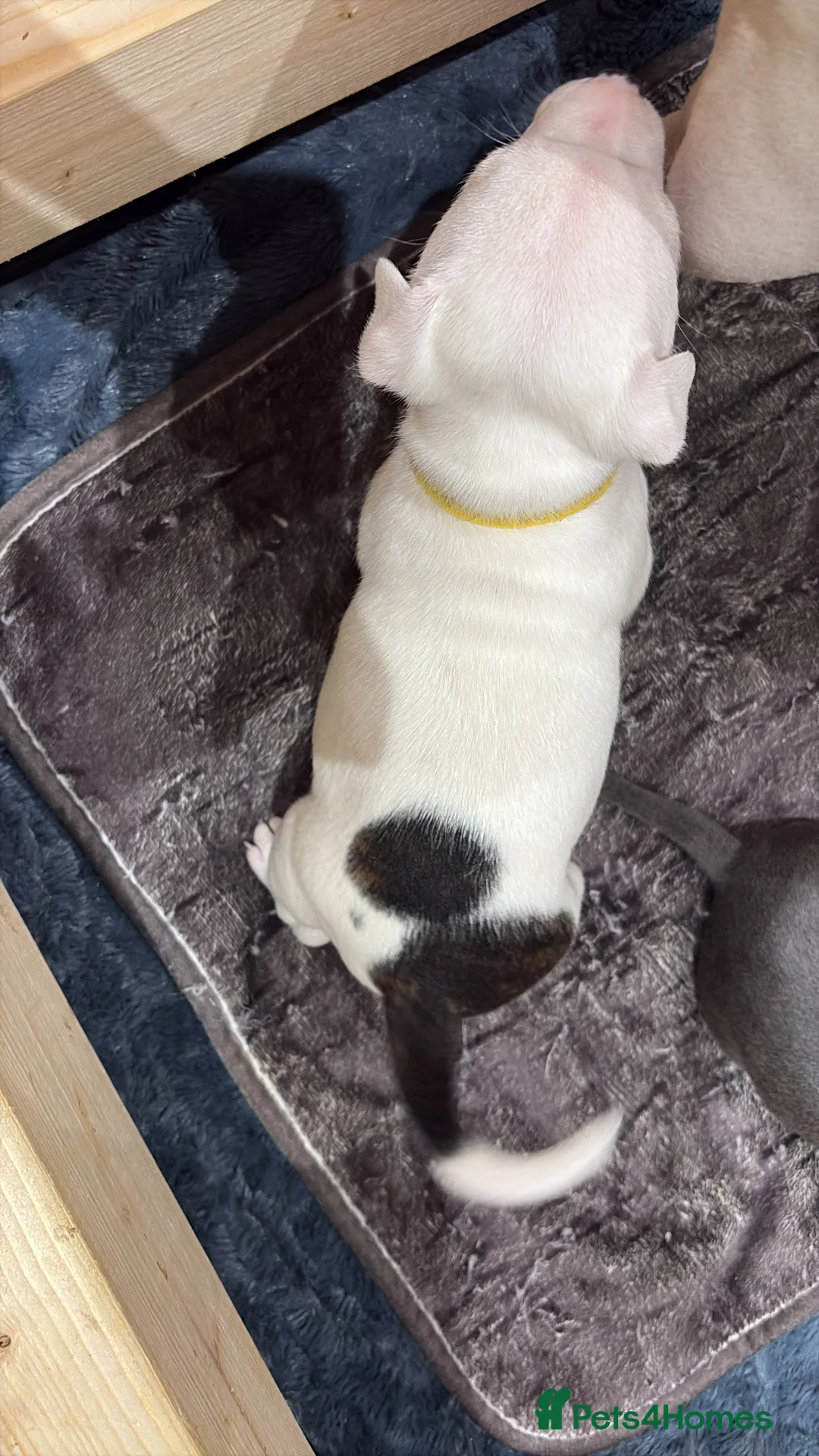 Staffordshire Bull Terrier dogs for sale: Staffordshire bull terrier girl - Advert 15