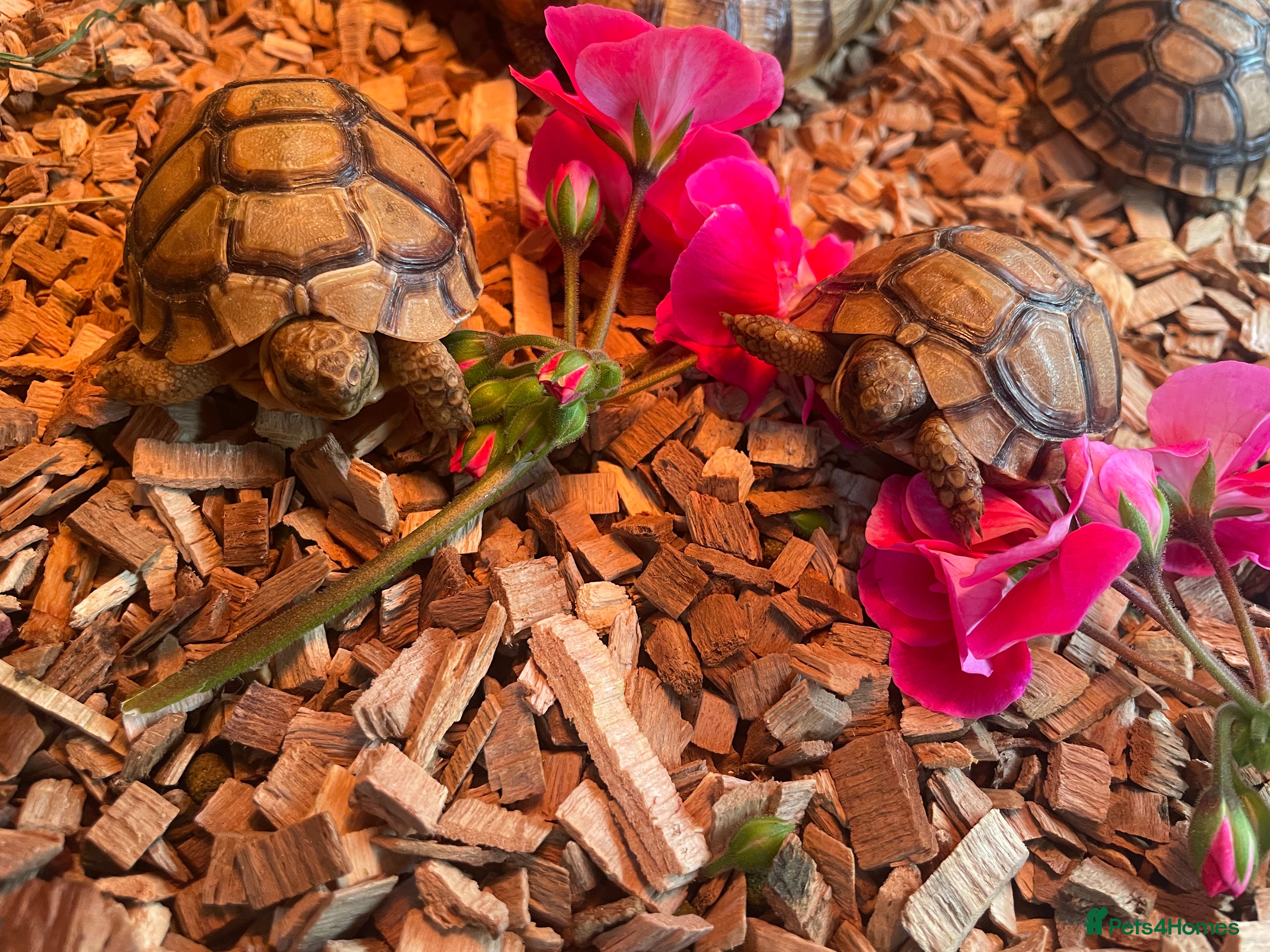 Tortoise reptiles 2 left Greek tortoises  in London - Advert 14