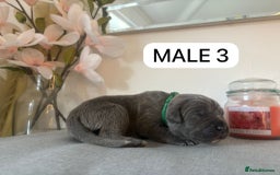 Mixed Breed dogs for sale: Italian Mastiff puppies available  - Image 3