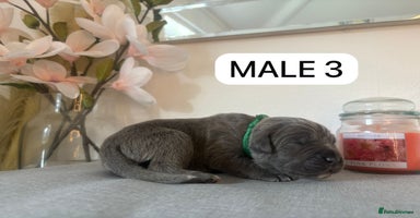 Mixed Breed dogs - Advert 11