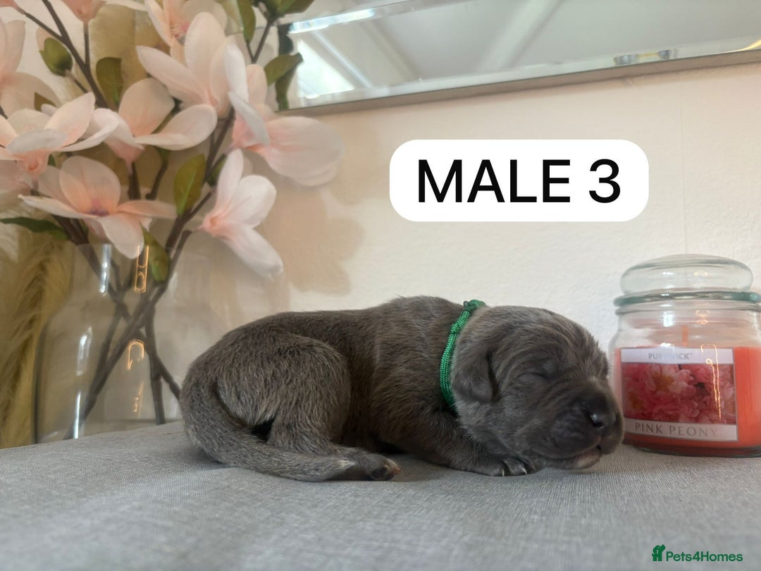Mixed Breed dogs for sale: Italian Mastiff puppies available  - Image 3