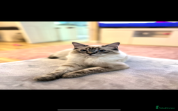 Ragdoll cats for sale: Stunning lynx tabby ragdoll  - Image 1