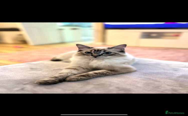 Ragdoll cats - Advert 6