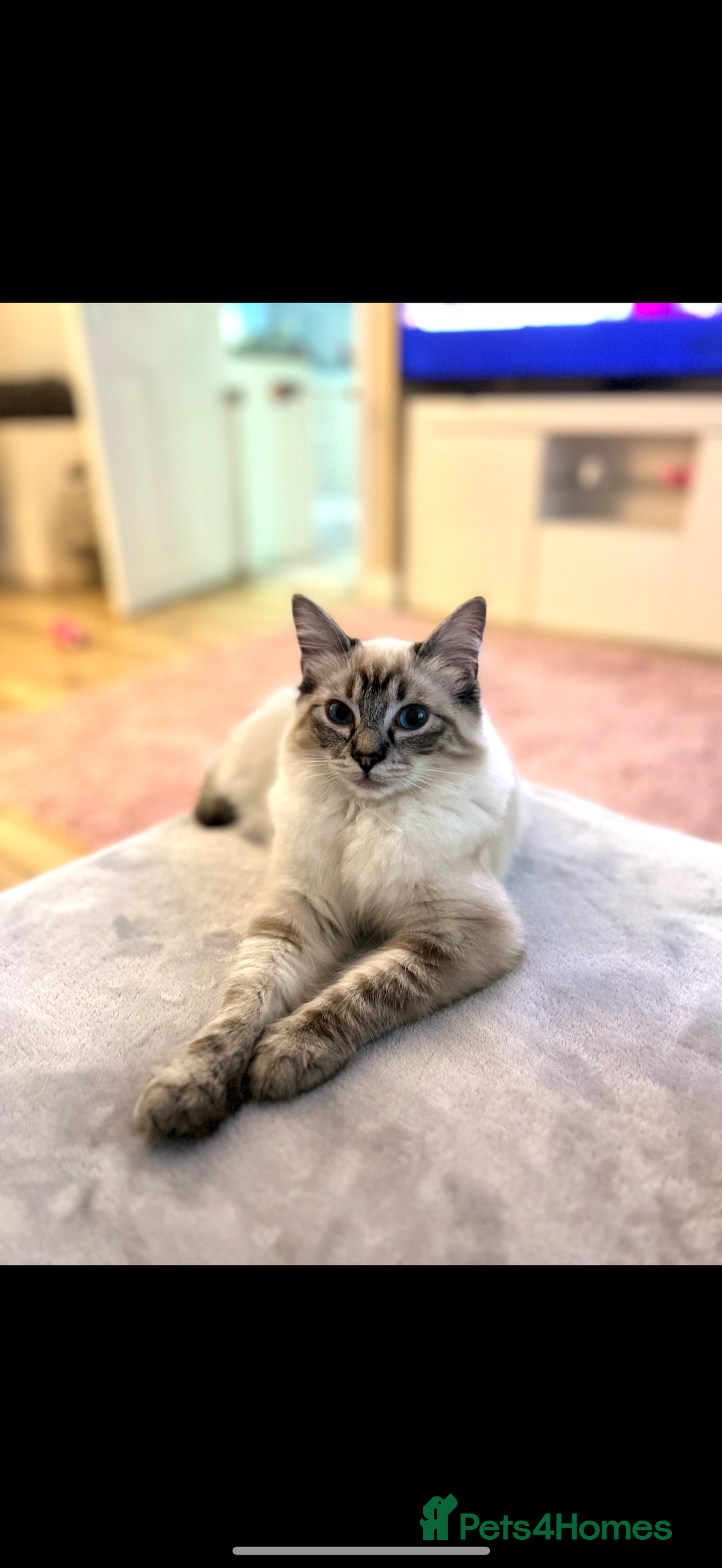 Ragdoll cats for sale: Stunning lynx tabby ragdoll  - Image 1