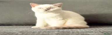 British Shorthair 2
