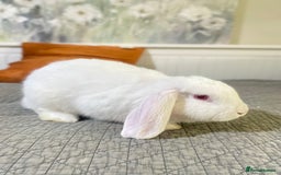 Mixed Breed rabbits for sale: Bunnies in Cheddar - Image 3