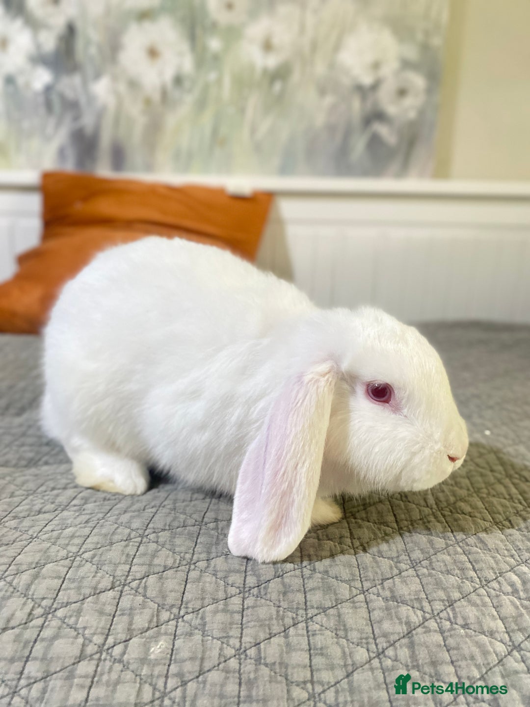 Mixed Breed rabbits for sale: Bunnies in Cheddar - Image 3