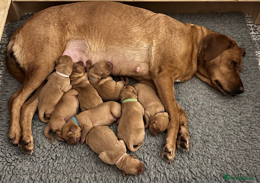 Labrador Retriever dogs for sale: KC REGISTERED, HEALTH TESTED FOX RED LABRADORS - Advert 1