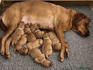 Labrador Retriever dogs HEALTH TESTED KC REGISTERED FOX RED LABRADORS - Advert 1