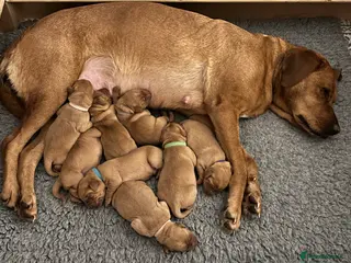 Labrador Retriever dogs KC REGISTERED, HEALTH TESTED FOX RED LABRADORS - Advert 3