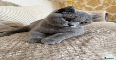 British Shorthair cats - Advert 15