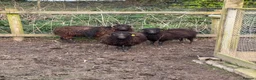 Sheep livestock for sale: Miniature sheep for sale ouessant - Advert 3