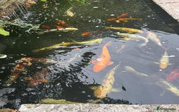 Koi Carp fish for sale: Complete Koi carp set up for sale - Image 17