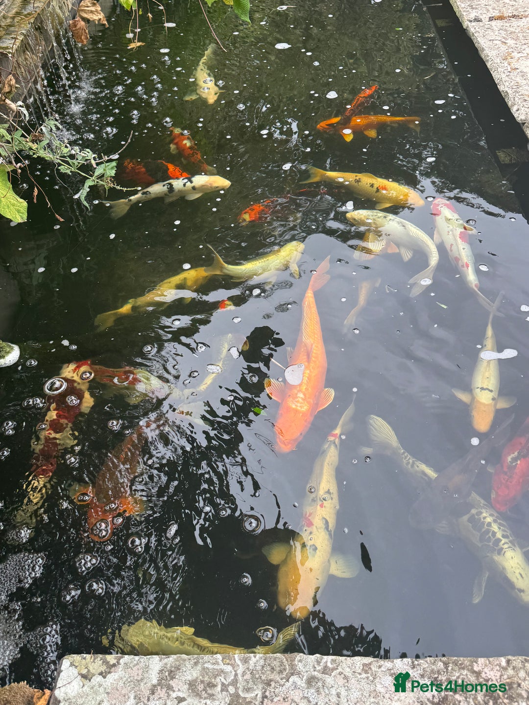 Koi Carp fish for sale: Complete Koi carp set up for sale - Image 17