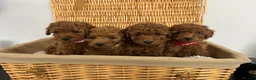 Miniature Poodle dogs for sale: Kc registered Miniature poodles Teddy bear  - Advert 18