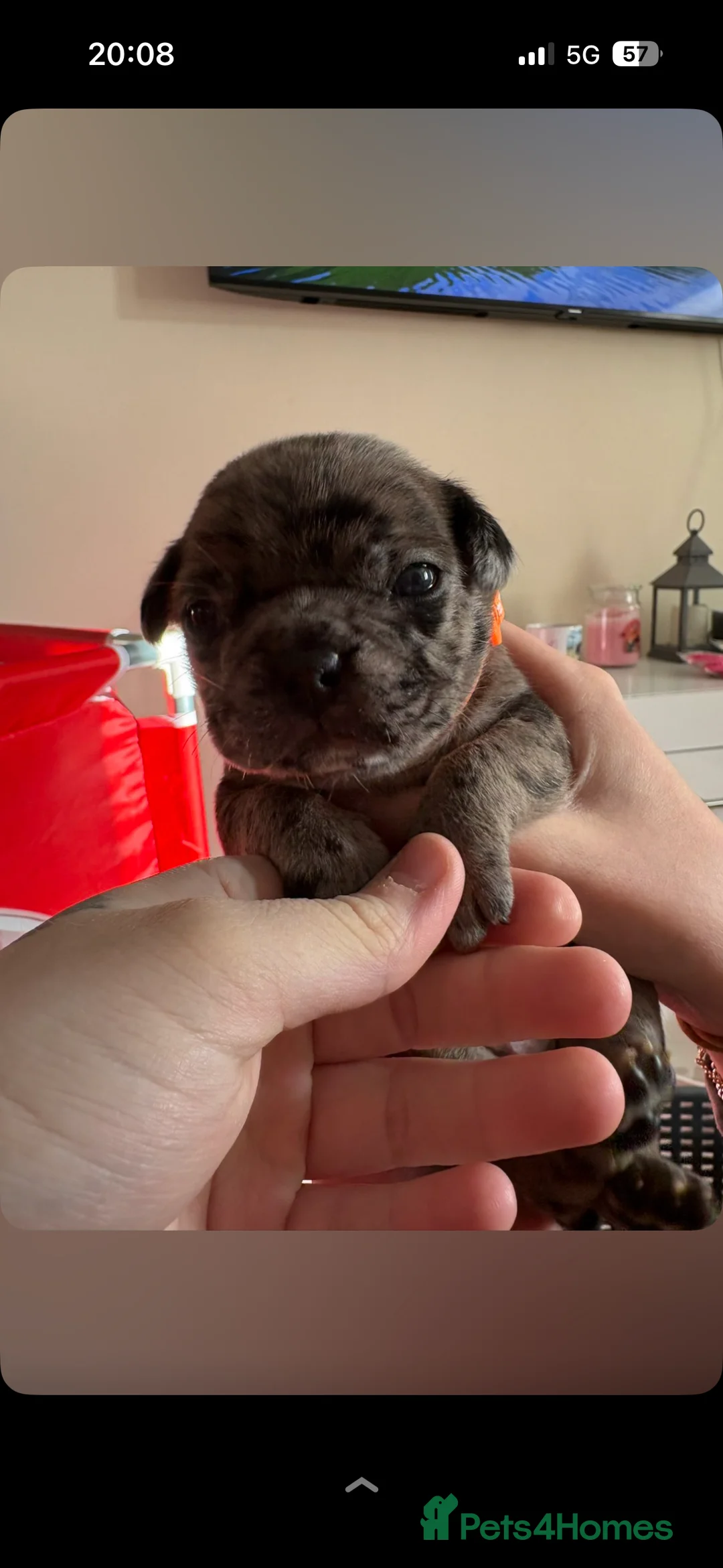 Frug dogs for sale: 🐶 Beautiful Frug puppies 🐶  - Advert 30