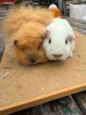 Guinea Pig rodents - Advert 8
