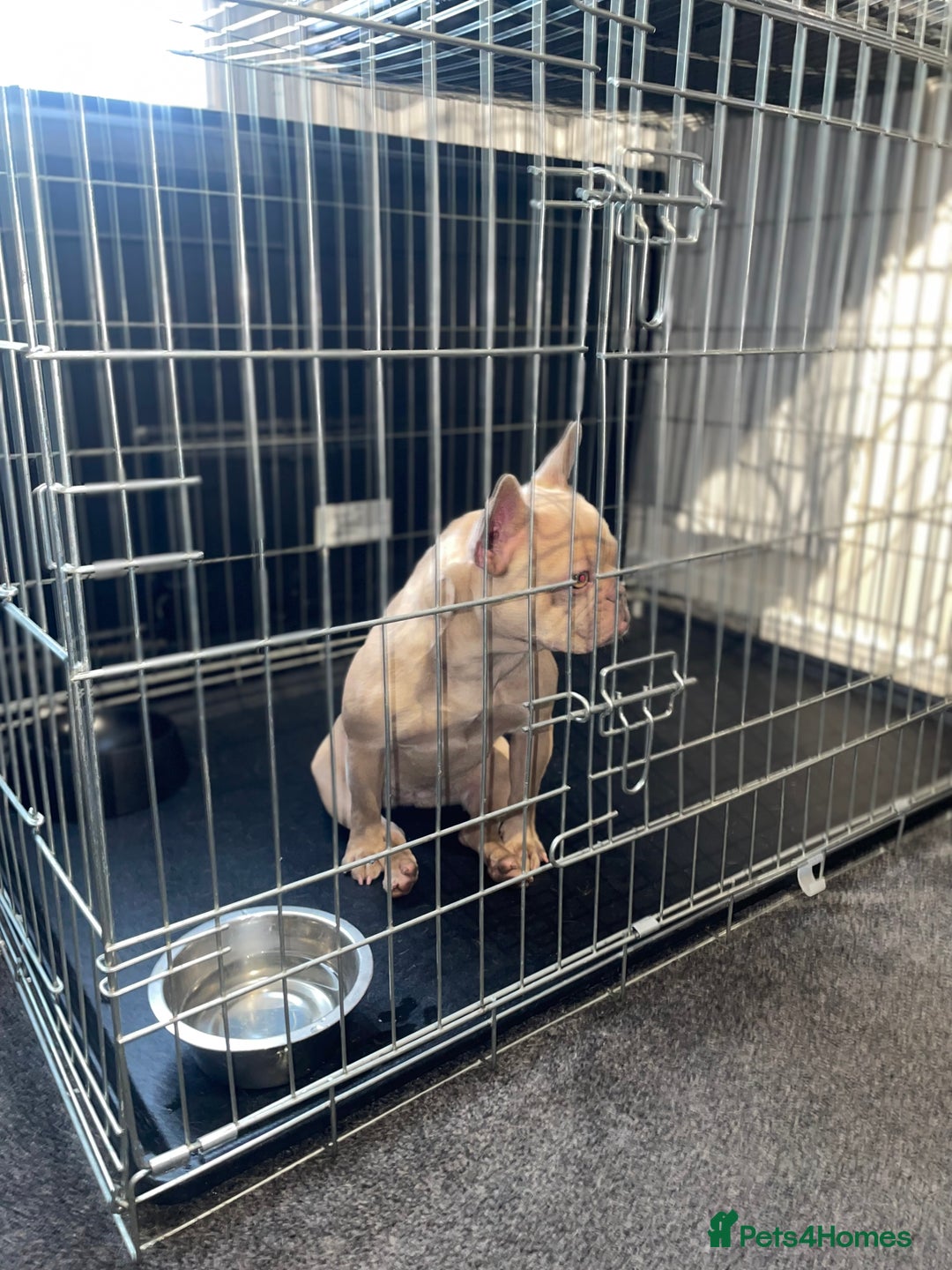 French Bulldog dogs for sale: Female Isabella French bulldog Kc registered  - Advert 8