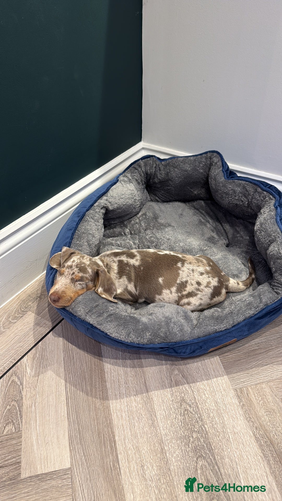 Dachshund dogs for sale: Isabelle tan male  - Advert 5