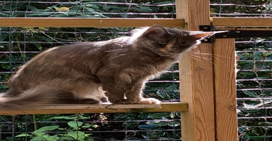 Maine Coon cats - Advert 8