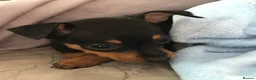Miniature Pinscher dogs for sale: Beautiful 5generation pedigree min pin pupp - Advert 29