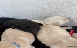Labrador Retriever dogs for sale: Stunning Labrador Puppies - Image 9