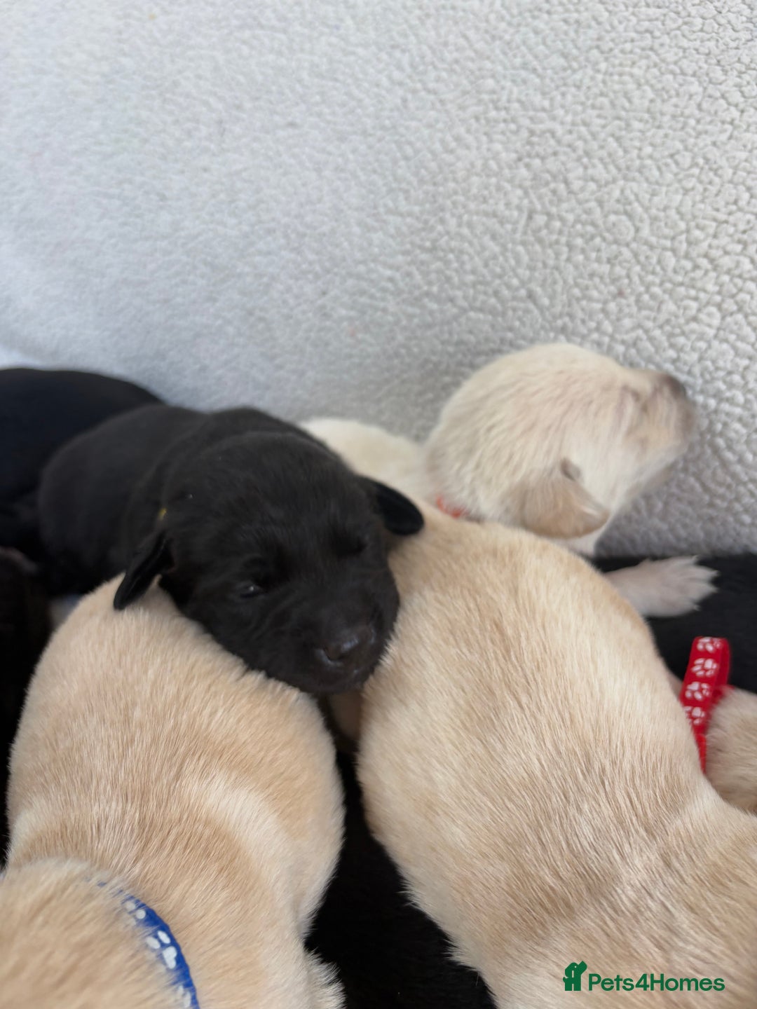 Labrador Retriever dogs for sale: Stunning Labrador Puppies - Image 9